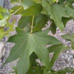 Ambrovník styraxový (Liquidambar Styraciflua) - výška 250-300 cm, obvod kmeňa 6/8 cm, kont. C30L - NA KMIENKU